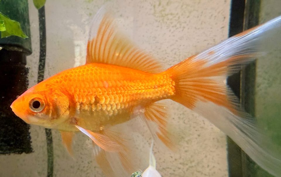A Fish Needs a Bicycle