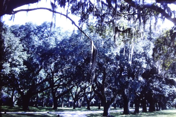 Blurry and off-color photo of rows of trees, with moss in foreground