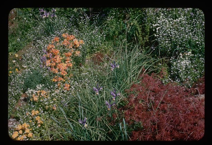 overhead view of a dense garden with blue cruses and other flowers