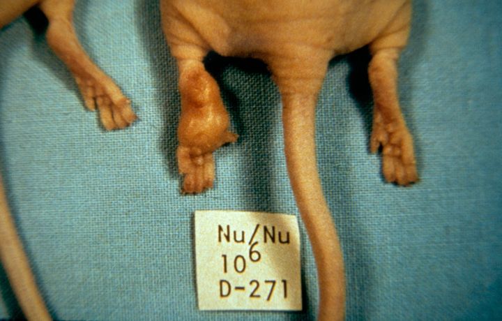 image of mouse feet and tails with a scientific label