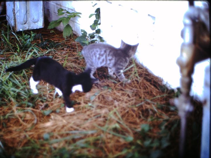 out of focus photo of one black and one grey tabby kitten facing away from camera