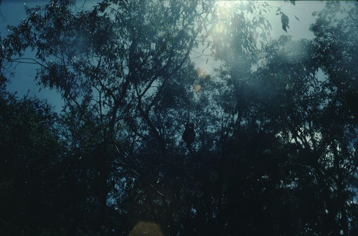 view of treetops with sunlight filtering through