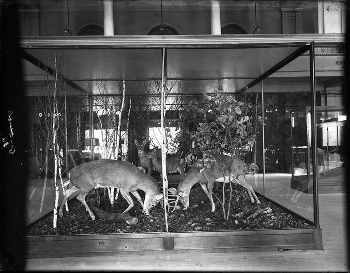A museum display of taxidermied deer