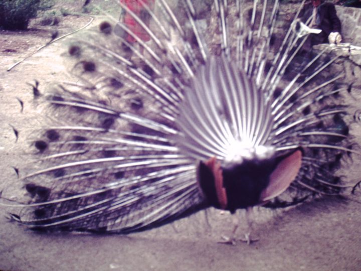 blurry photo of a peacock showing its feathers, from the back