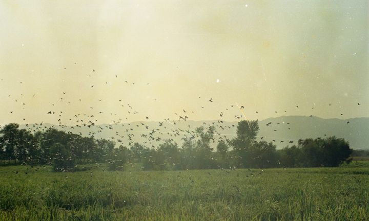 photo of a flock of birds flying over green fields
