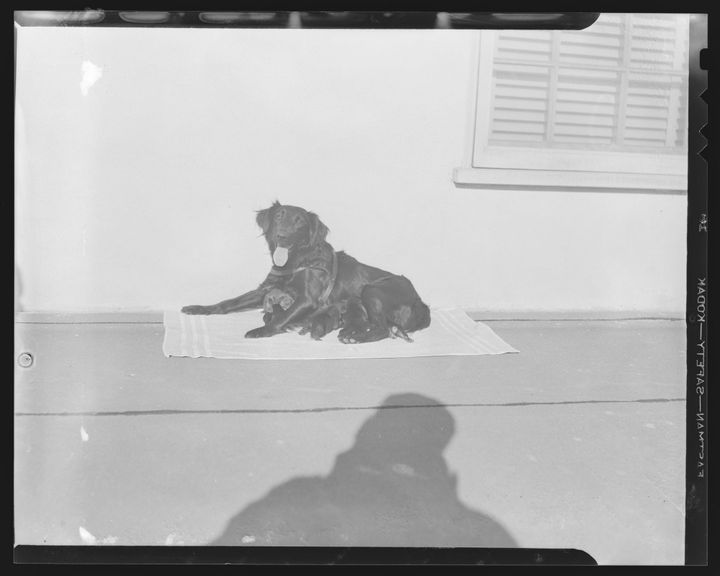 an overexposed photo of a dog lying on a towel with several puppies