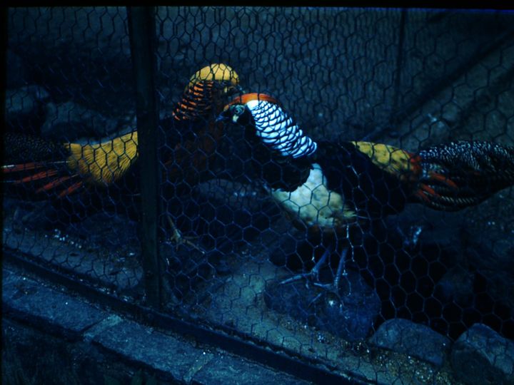 two colorful birds in adjacent cages in dim light