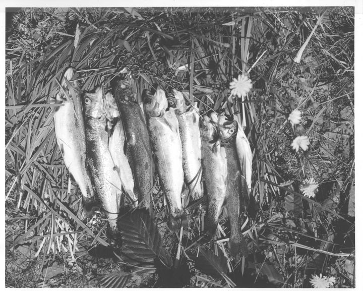 black and white photo of fish lying in grass, hooked on a chain