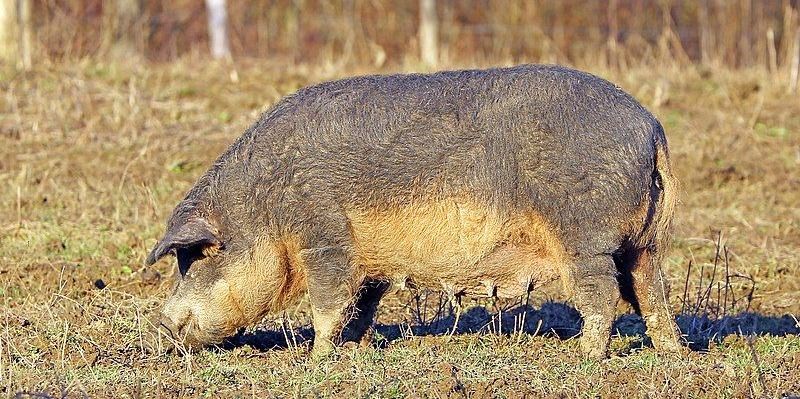 Mangalica Pig