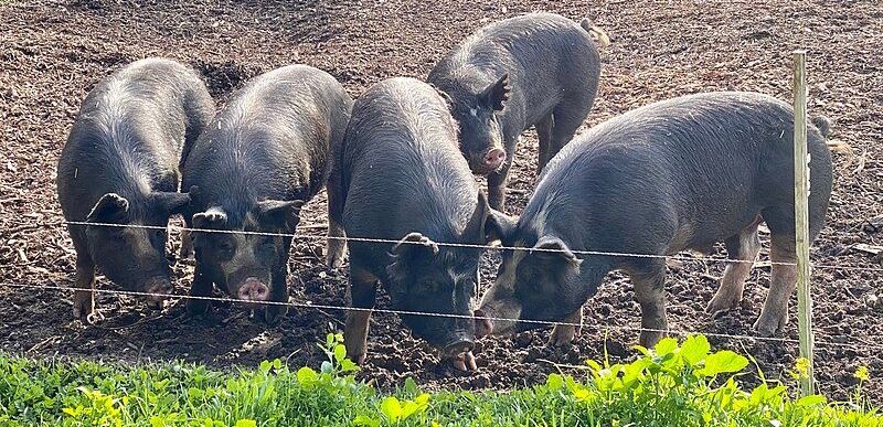 Kurobuta Pigs