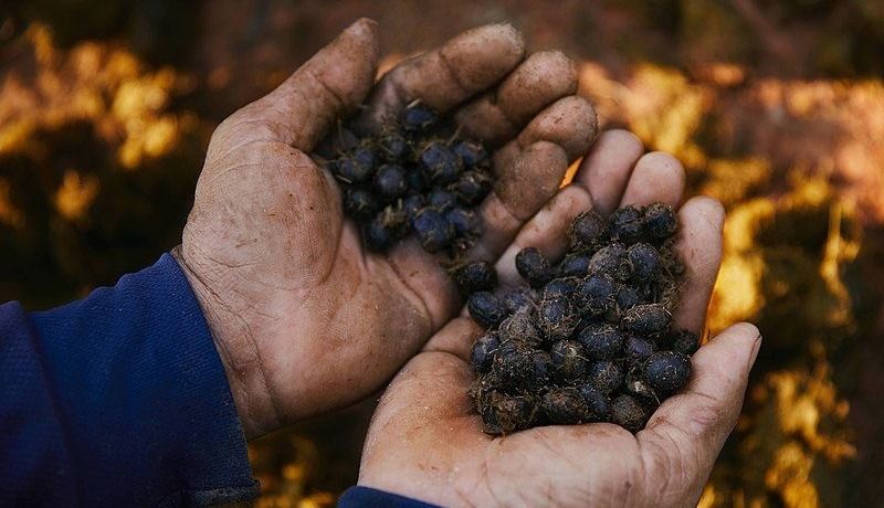 Elephant dung for Black Ivory Coffee