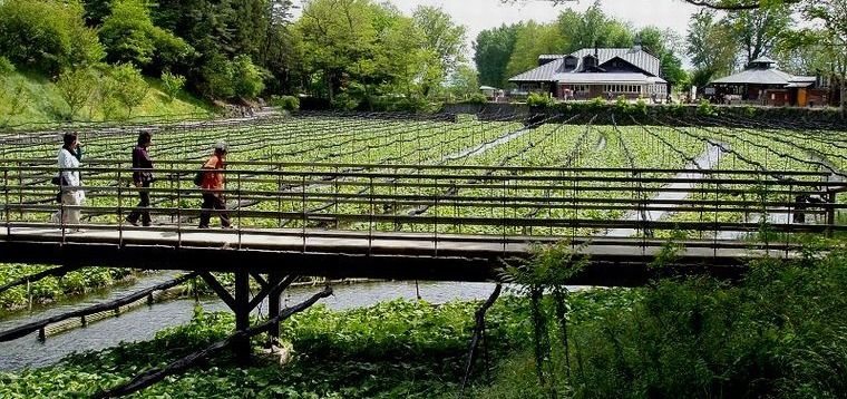 Wasabi farm in Japan