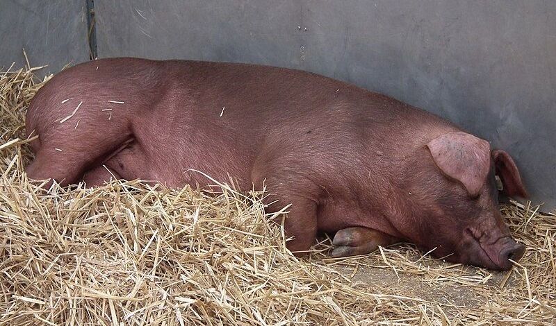 Duroc Pig