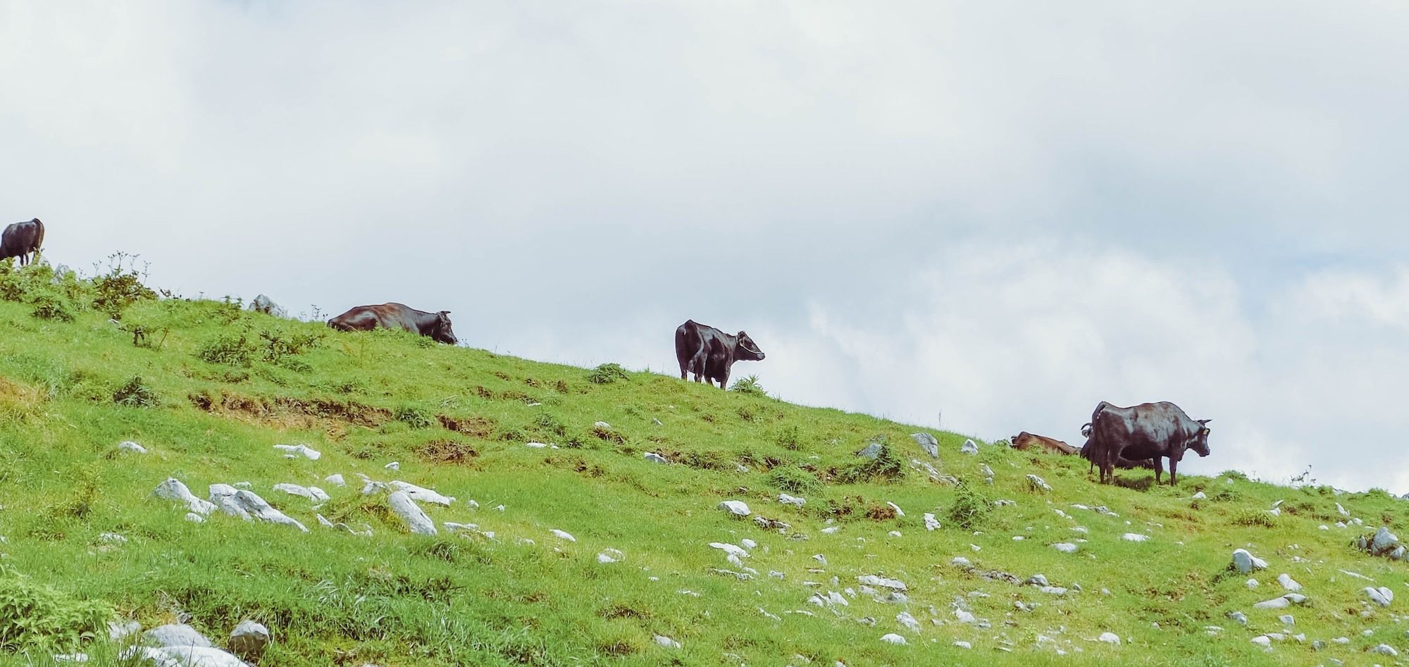 a herd of cattle grazing on a lush green hillside