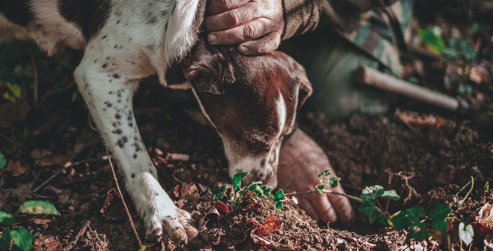 dogs are well trained for hunting truffles