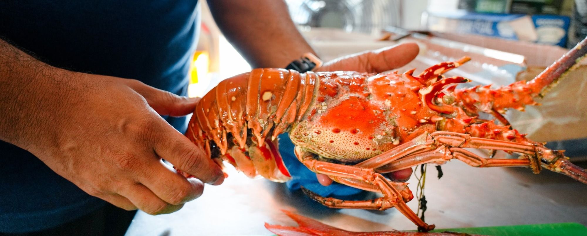 a person holding a lobster on a table