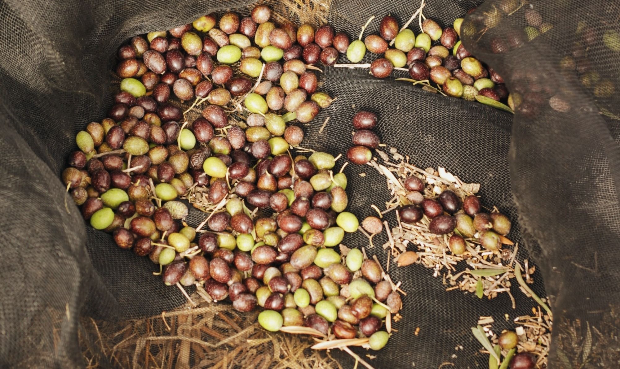 olive beans