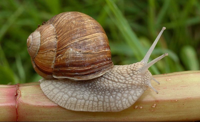Burgundy or Roman Snail