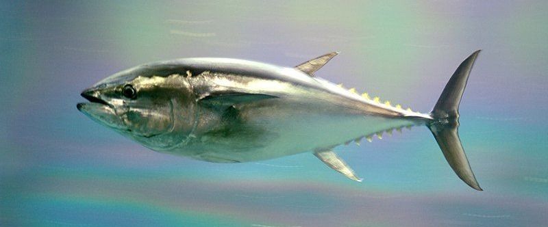 Bluefine Tuna
