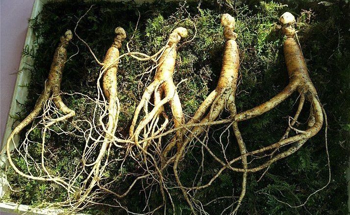 Korean Wild Ginseng