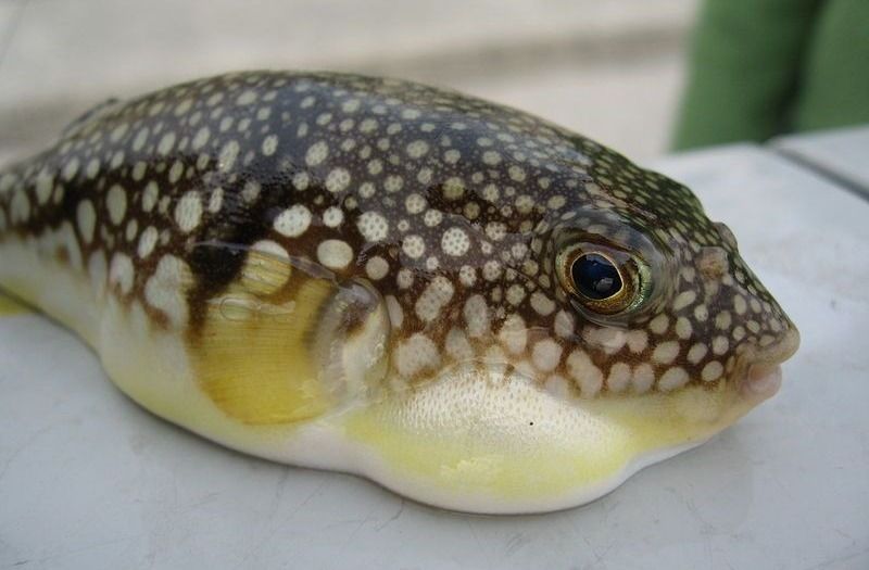 Japanese Fugu
