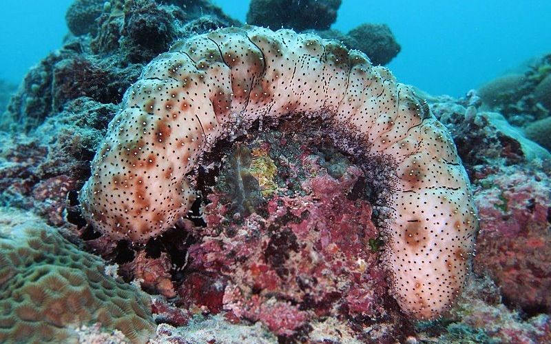 Sea Cucumber in ocean