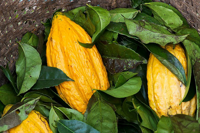 Nacional cacao beans