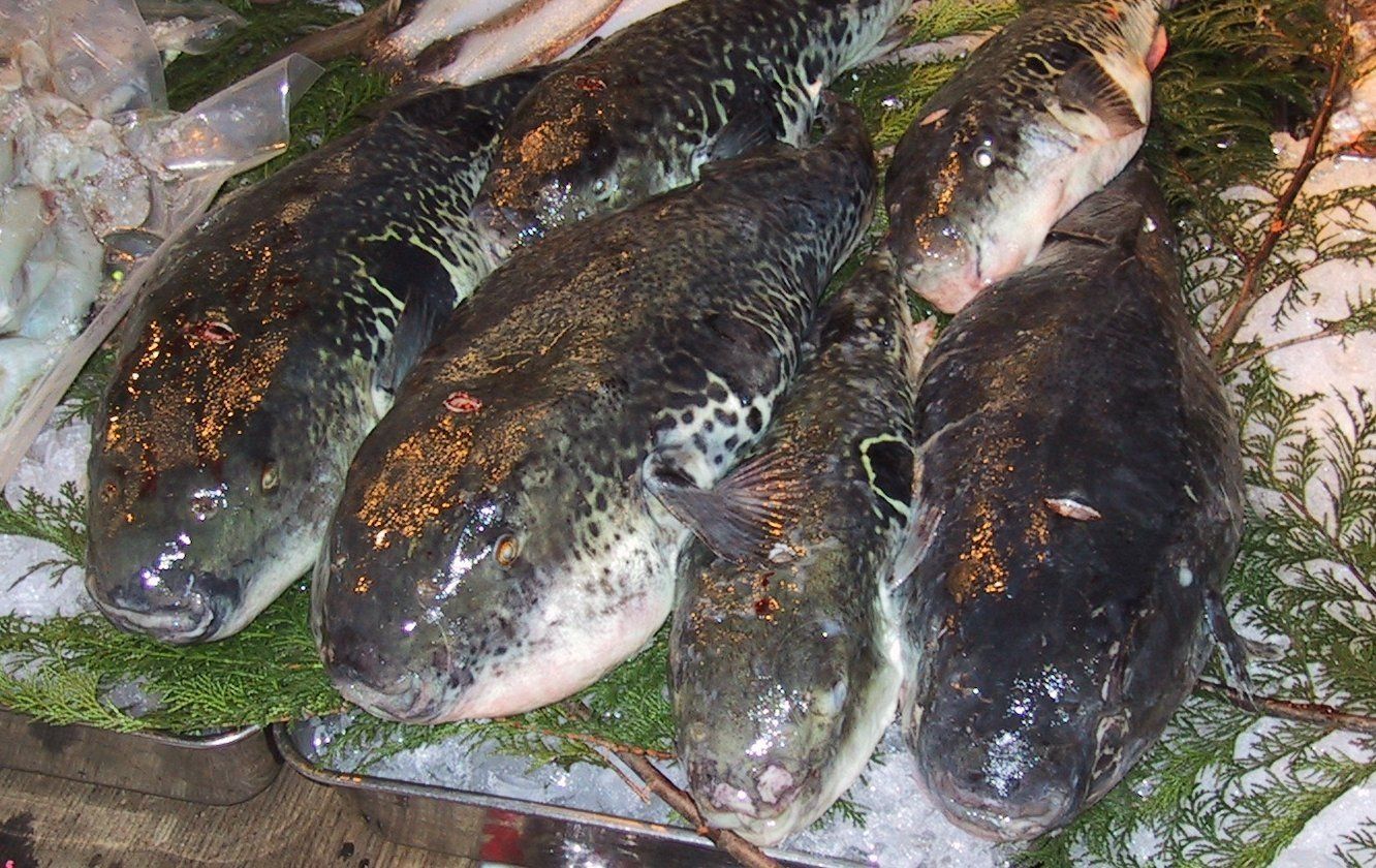 Japanese Fugu