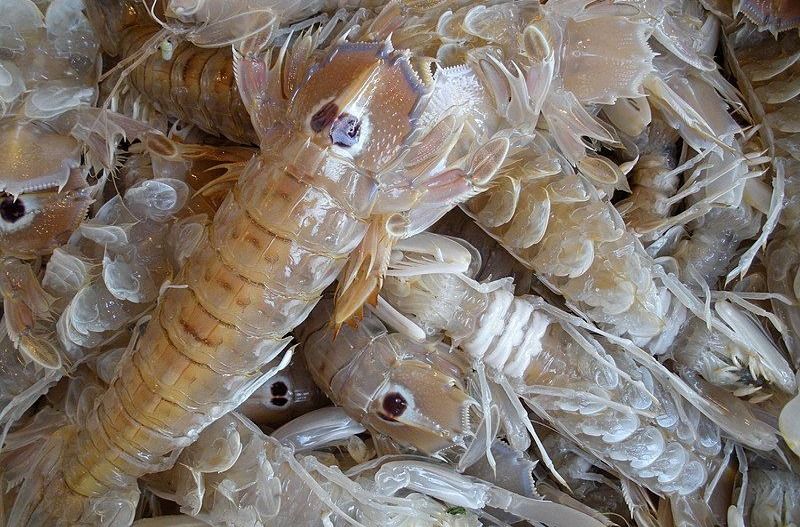 Mantis prawn preparation by Chef