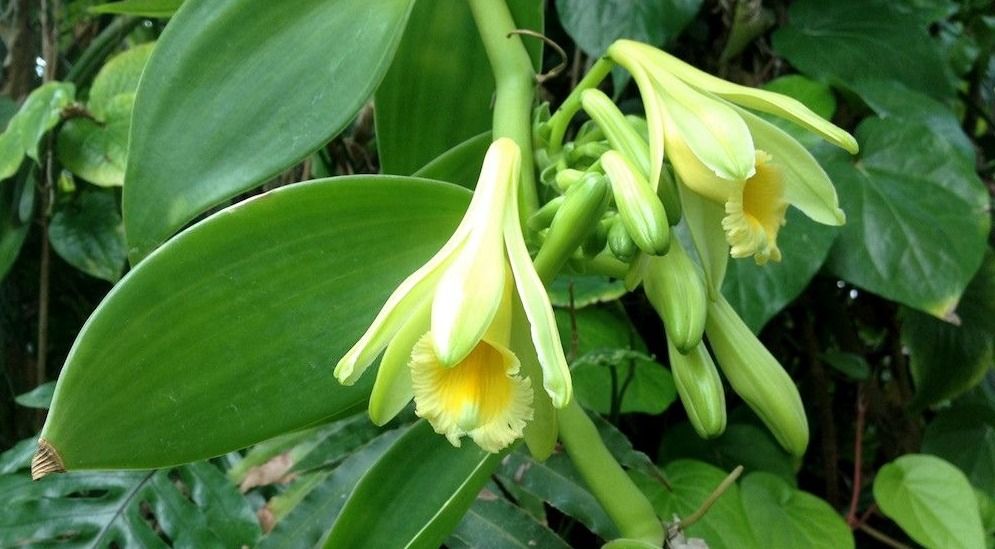 Vanilla Orchid