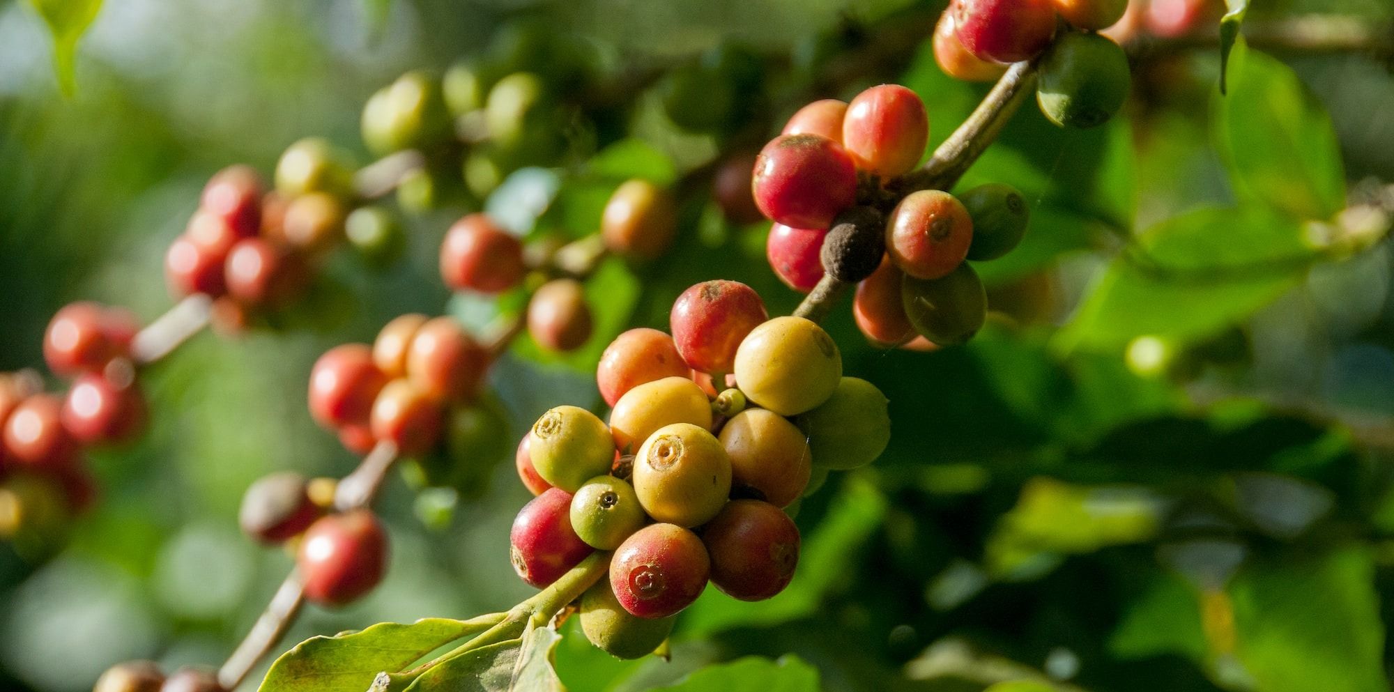 close-up photography of fruit