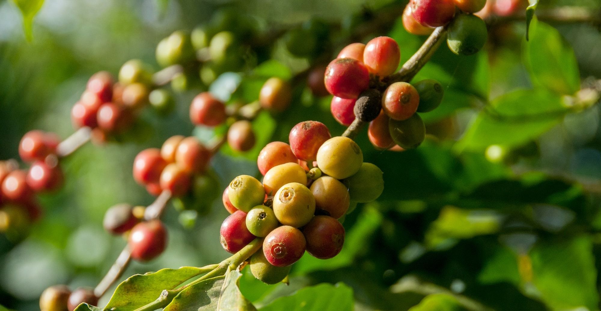 close-up photography of fruit