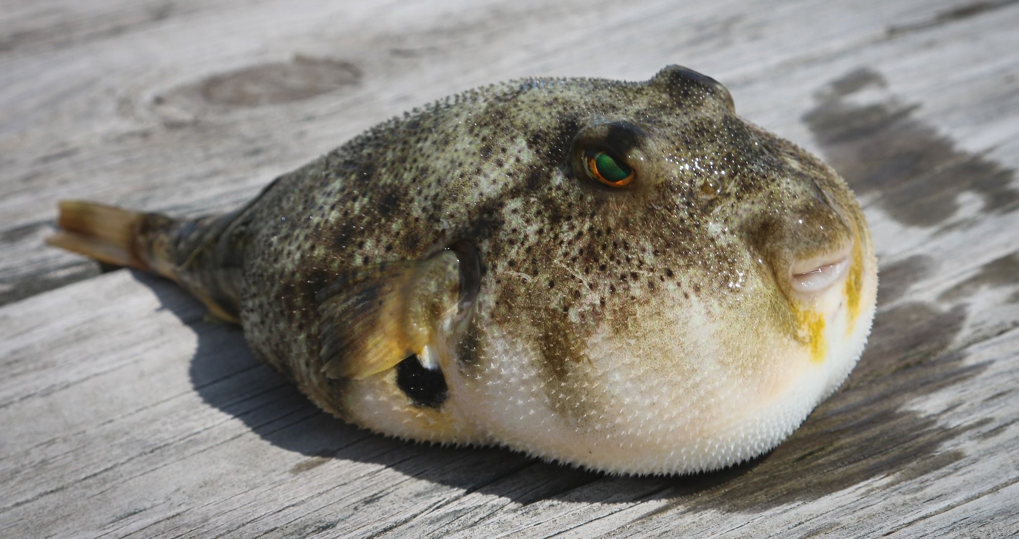 Fugu puffer fish