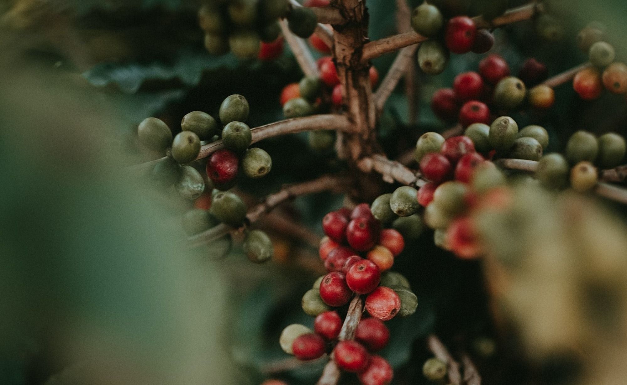 red round fruits on green leaves