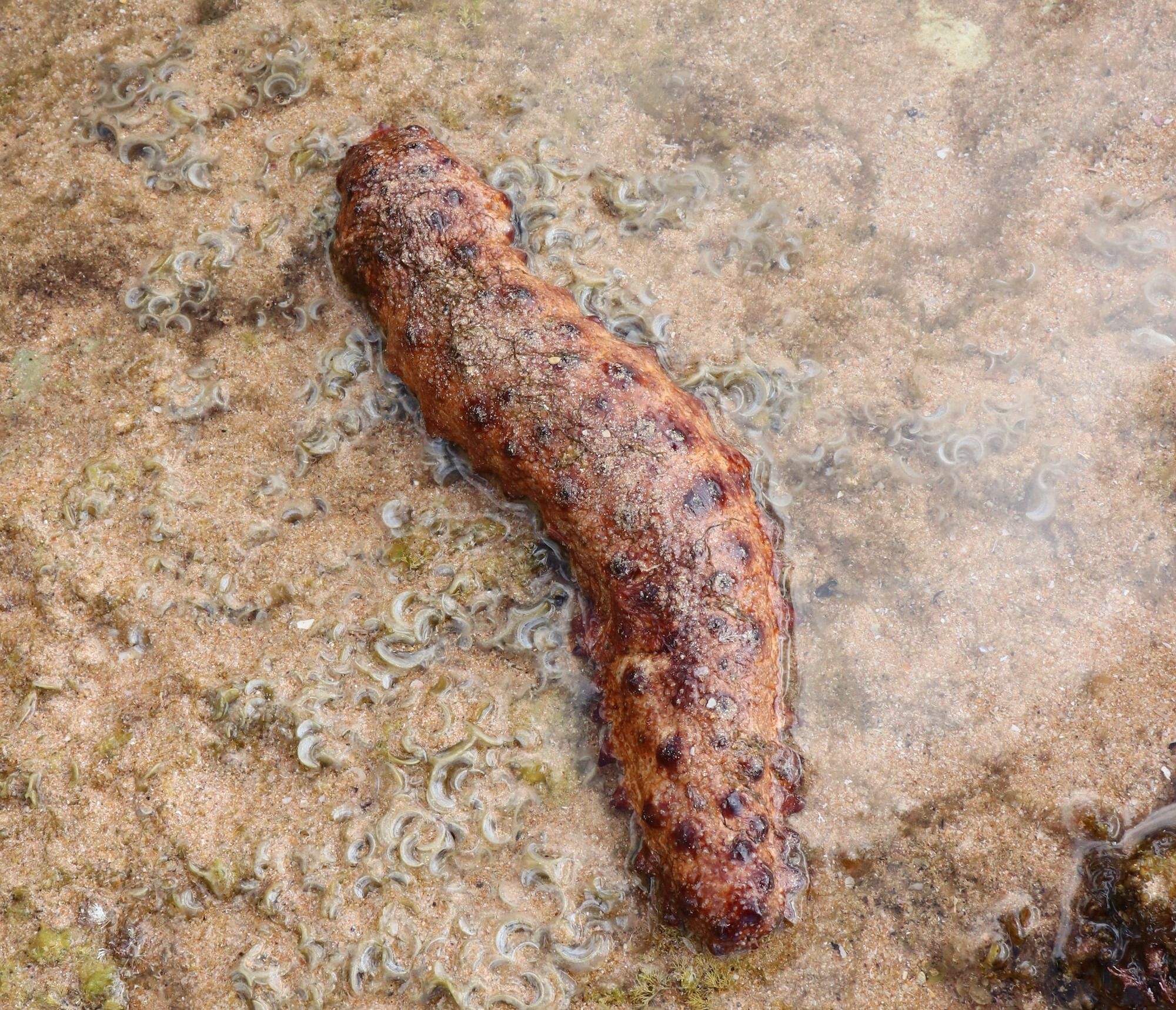 Sea cucumber