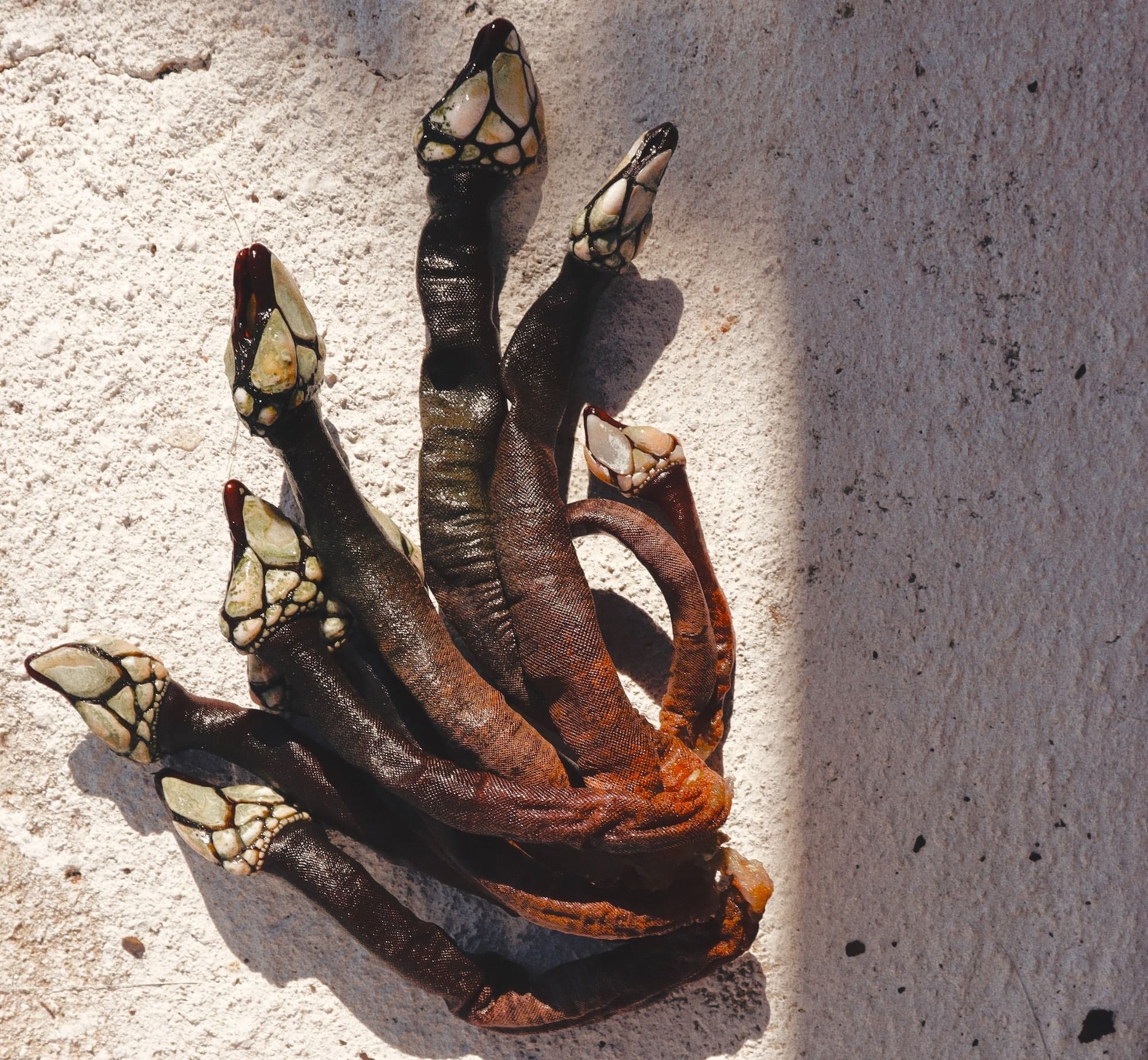 Pecebes or Gooseneck Barnacles