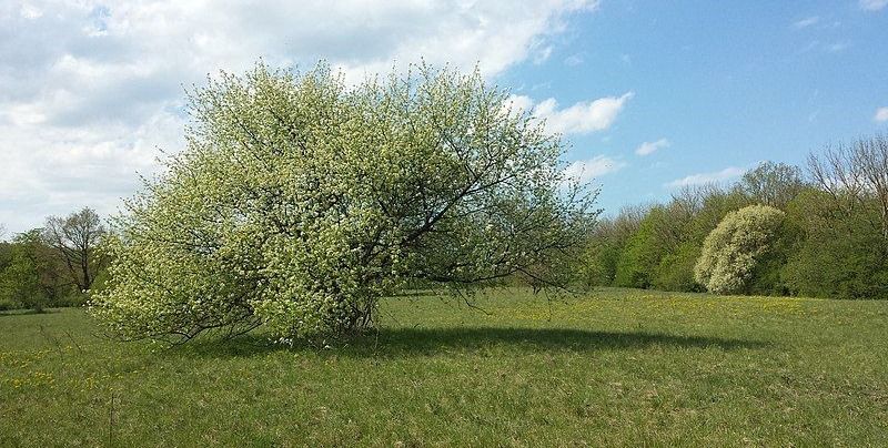 St. Lucie cherry (Prunus mahaleb)