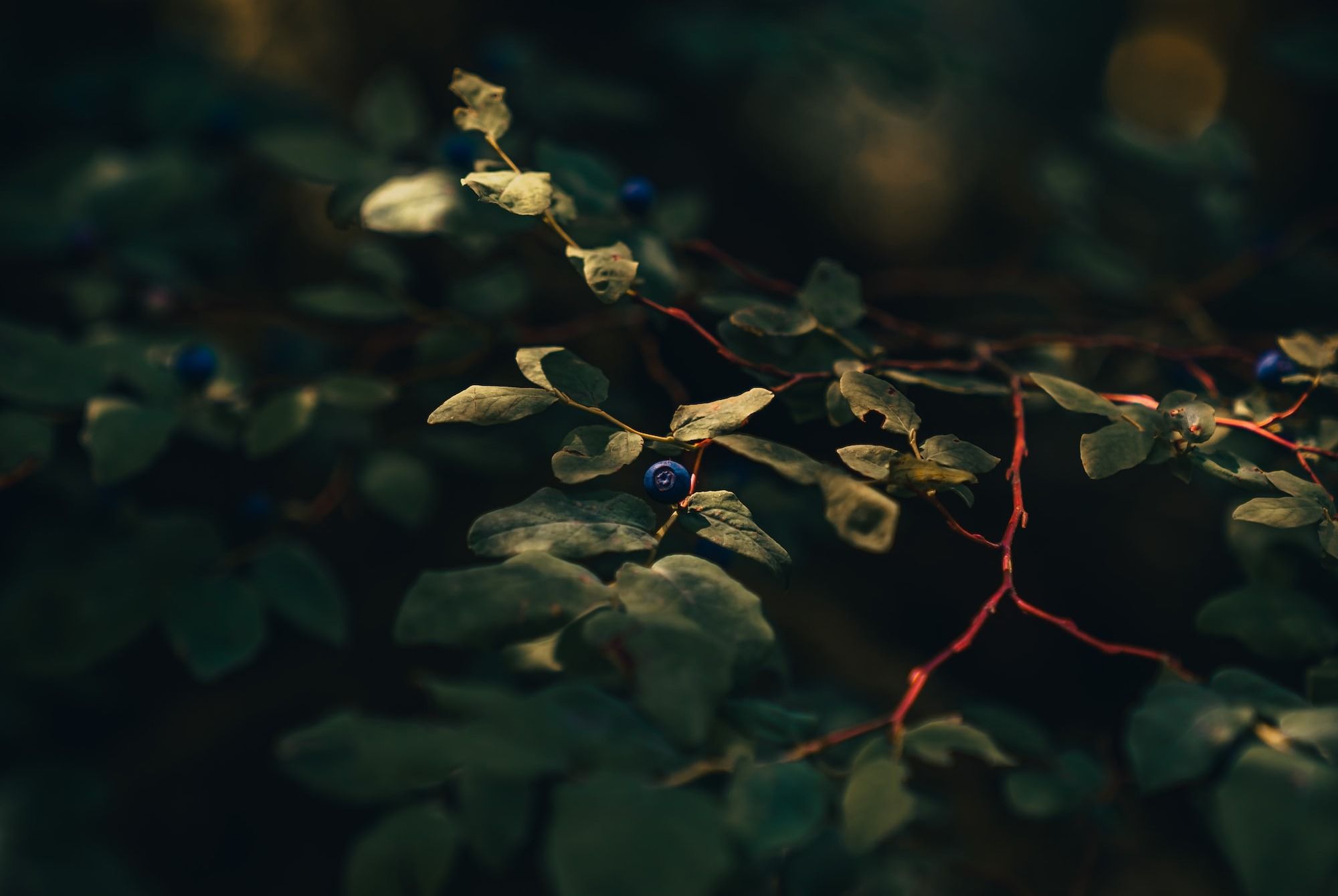 yellow and green leaves in tilt shift lens