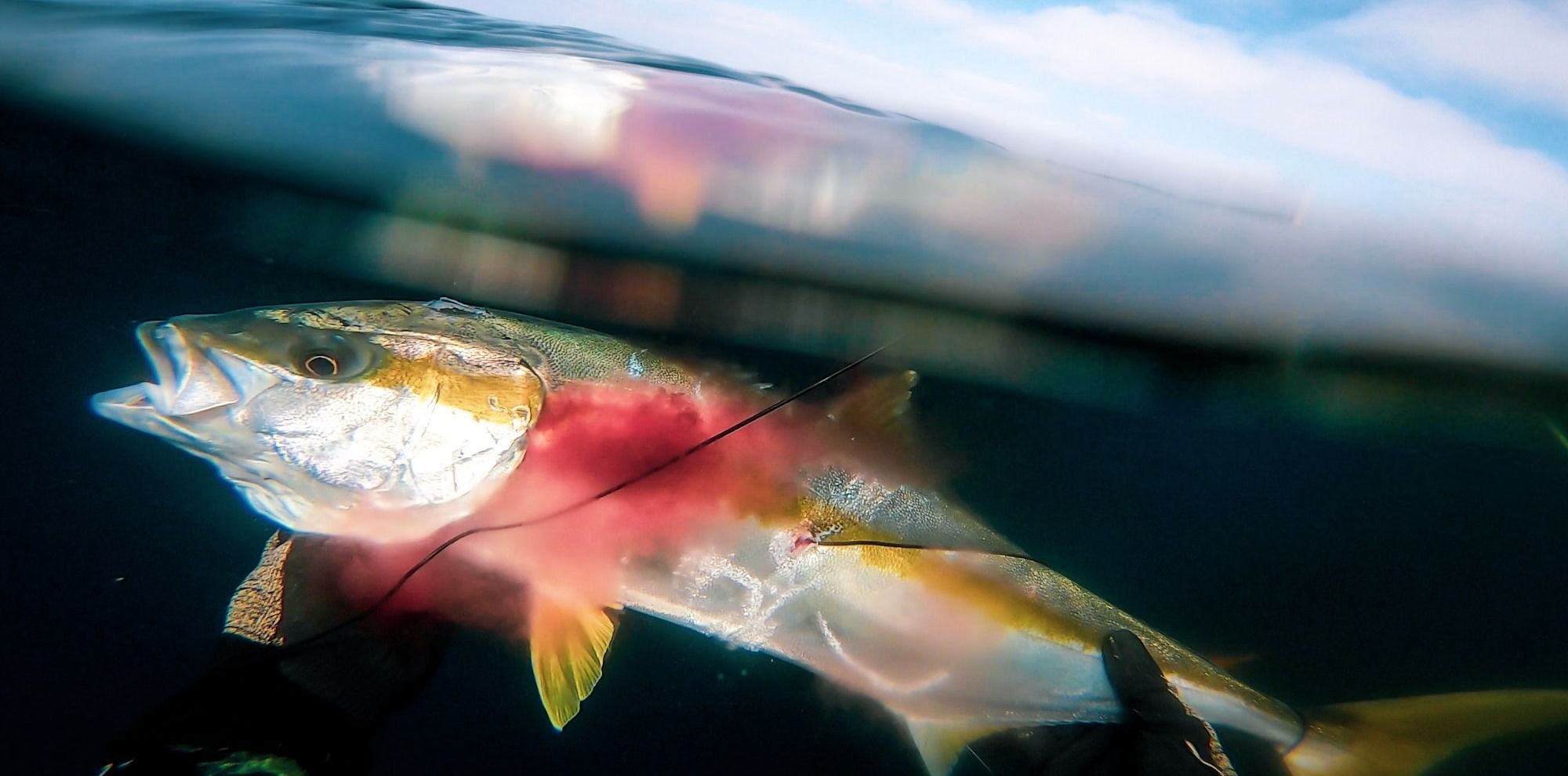 yellowtail caught by fisherman