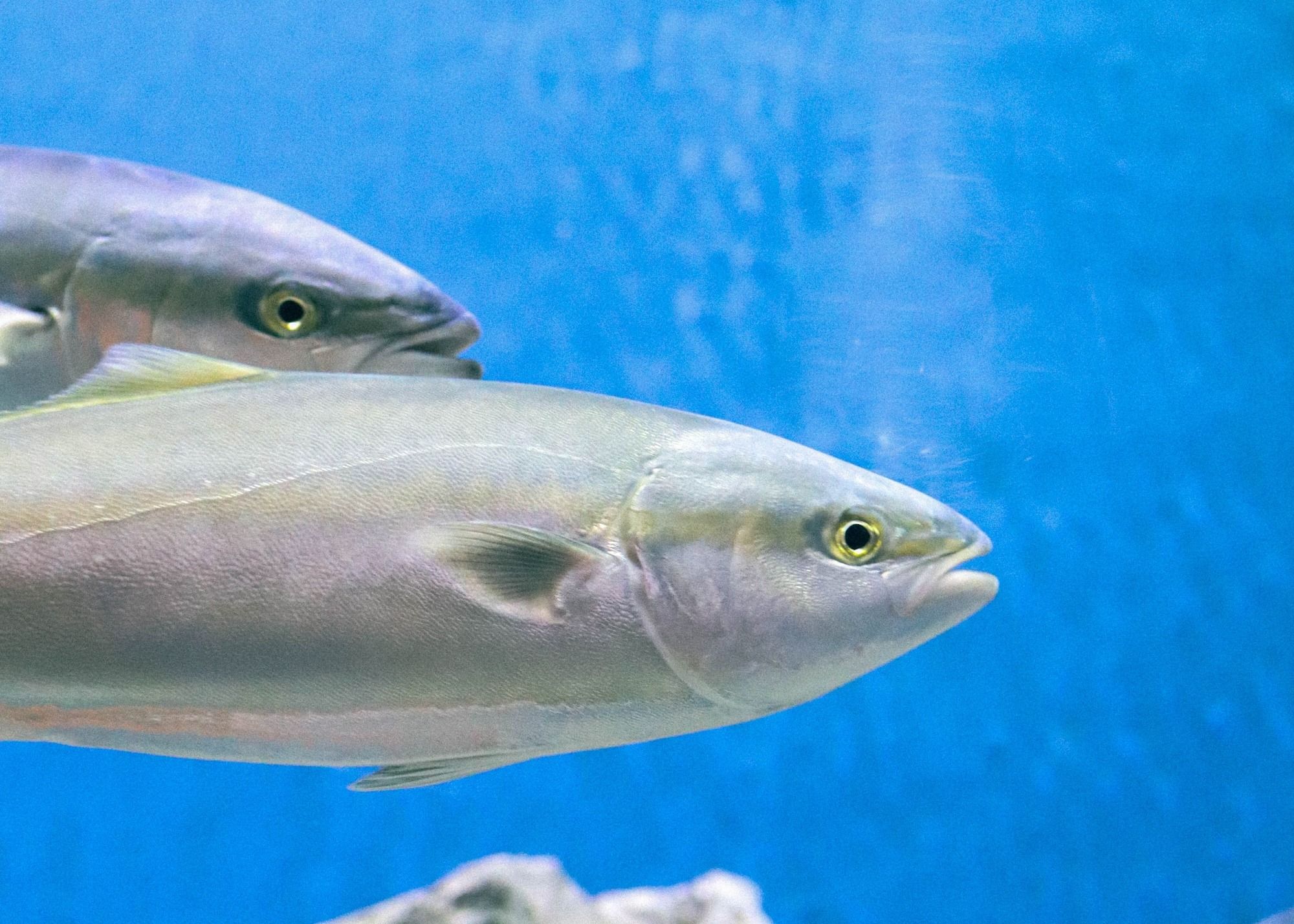 hamachi, the young yellowtail