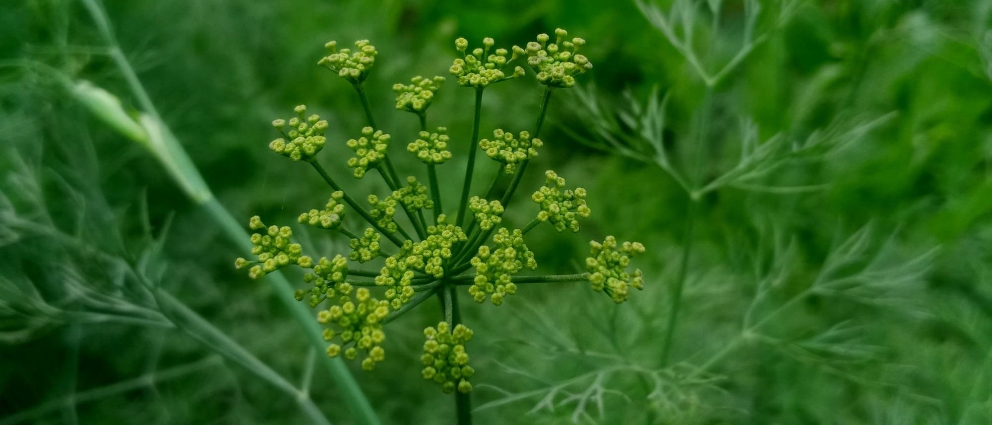 Fennel Plant