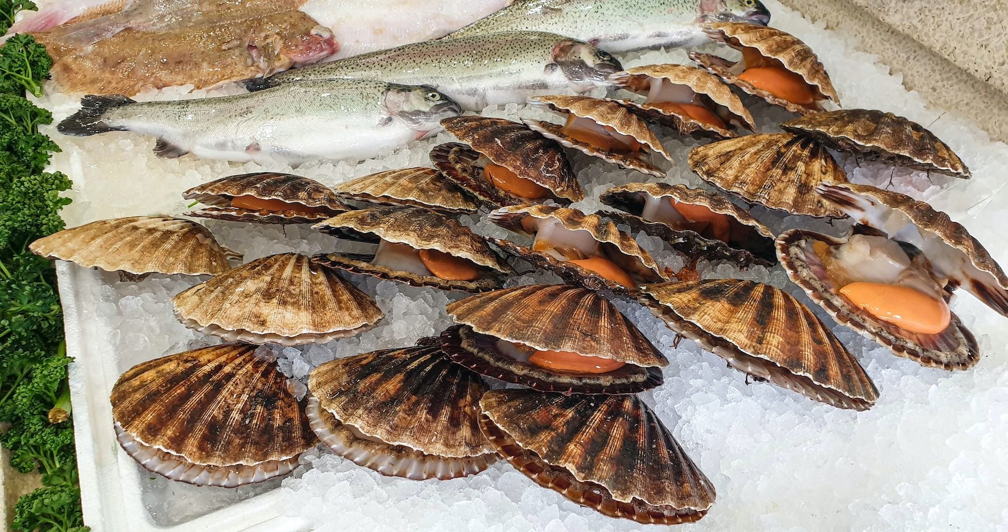 brown and white fish on white textile
