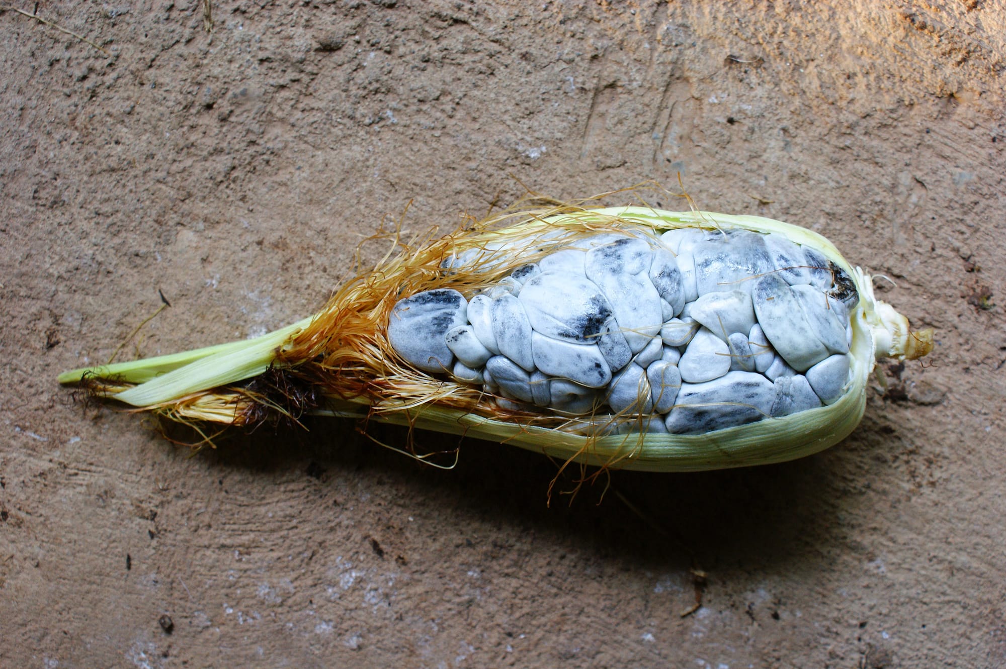 Huitlacoche aka corn smut