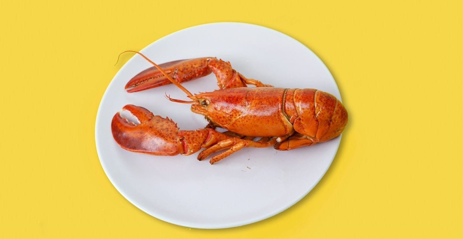 cooked lobster on ceramic plate
