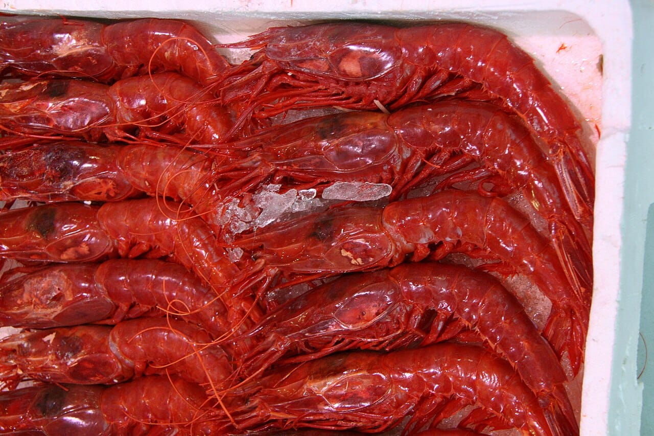 Scarlet Shrimp or Carabineros Prawn