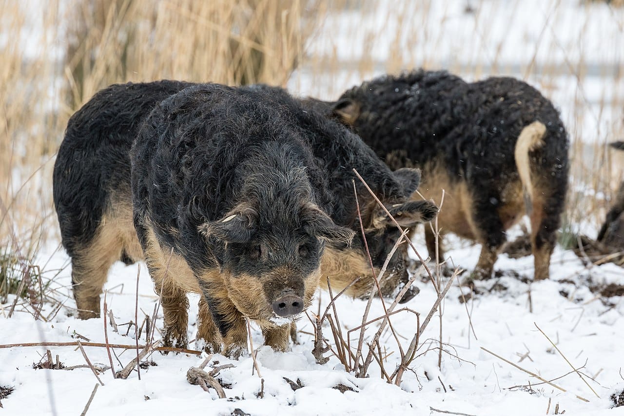 Mangalica Pigs in winter 
