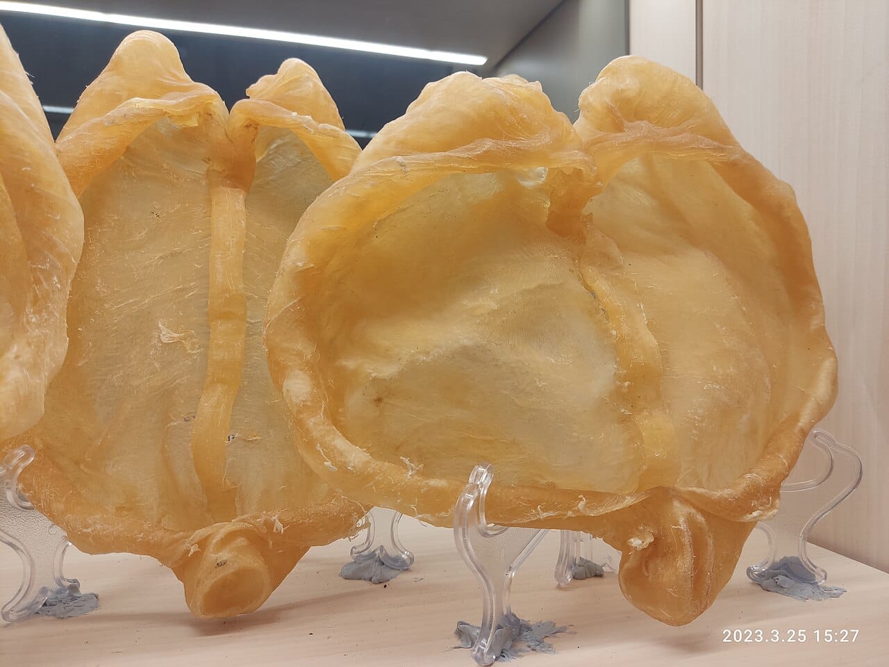 Dried Fish Maw