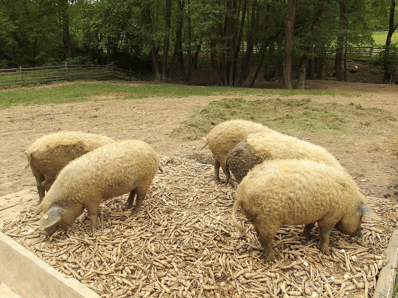 Mangalitsa with thick, curly coat 