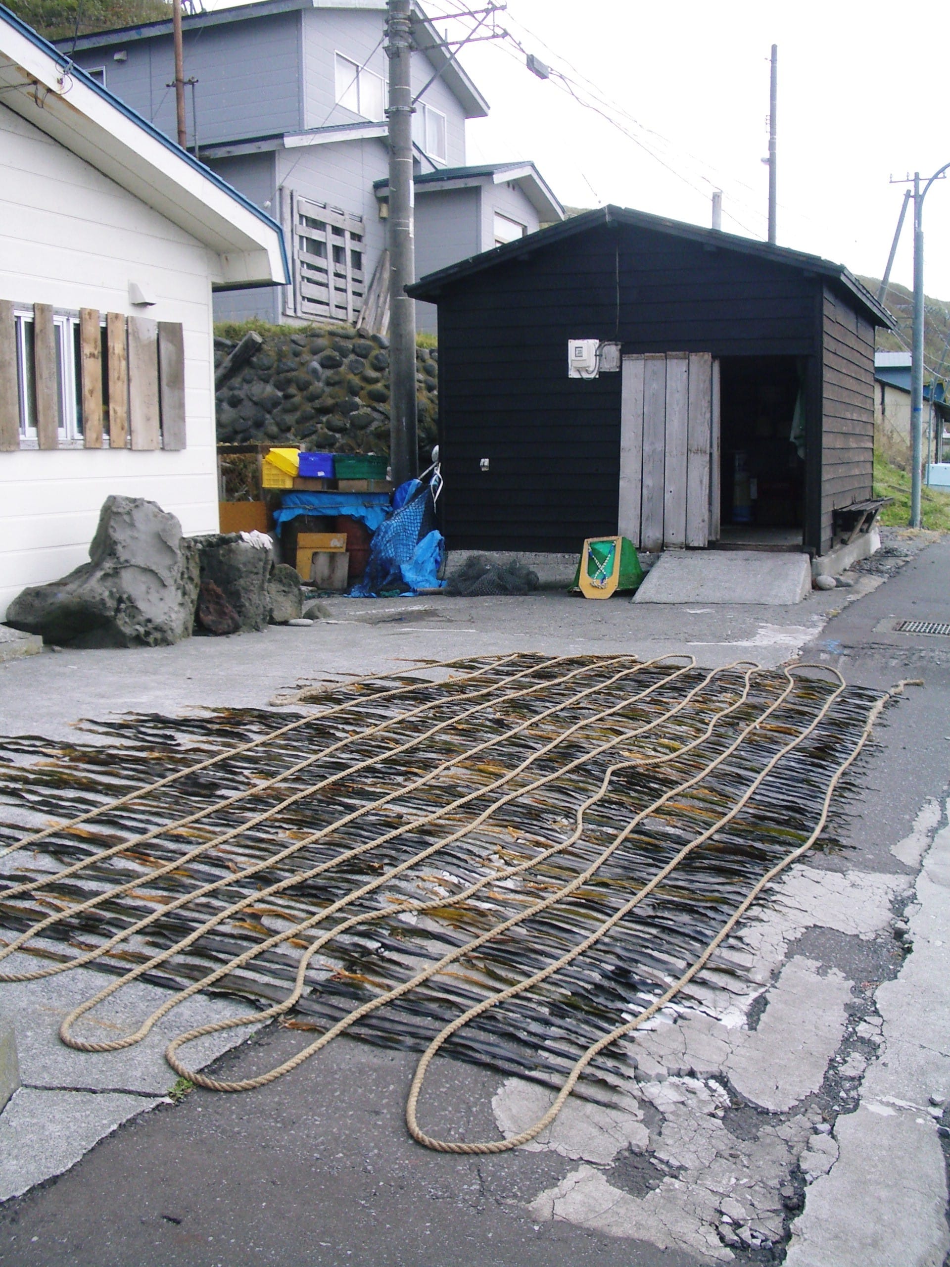 Kelp drying under the sun