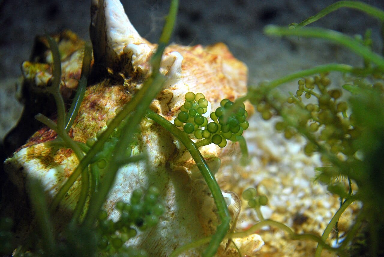 Sea grapes in habitat